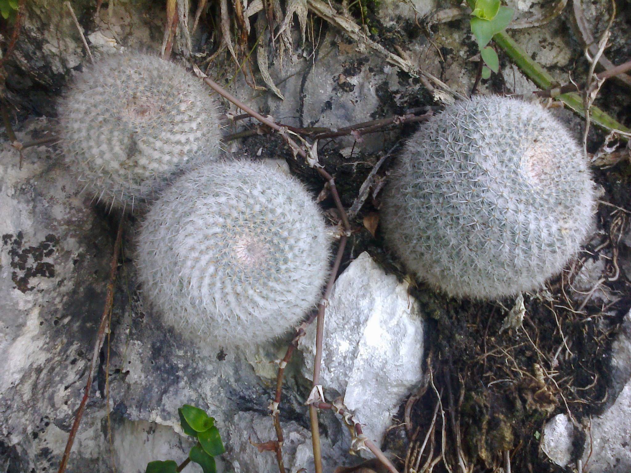 Mammillaria hahniana